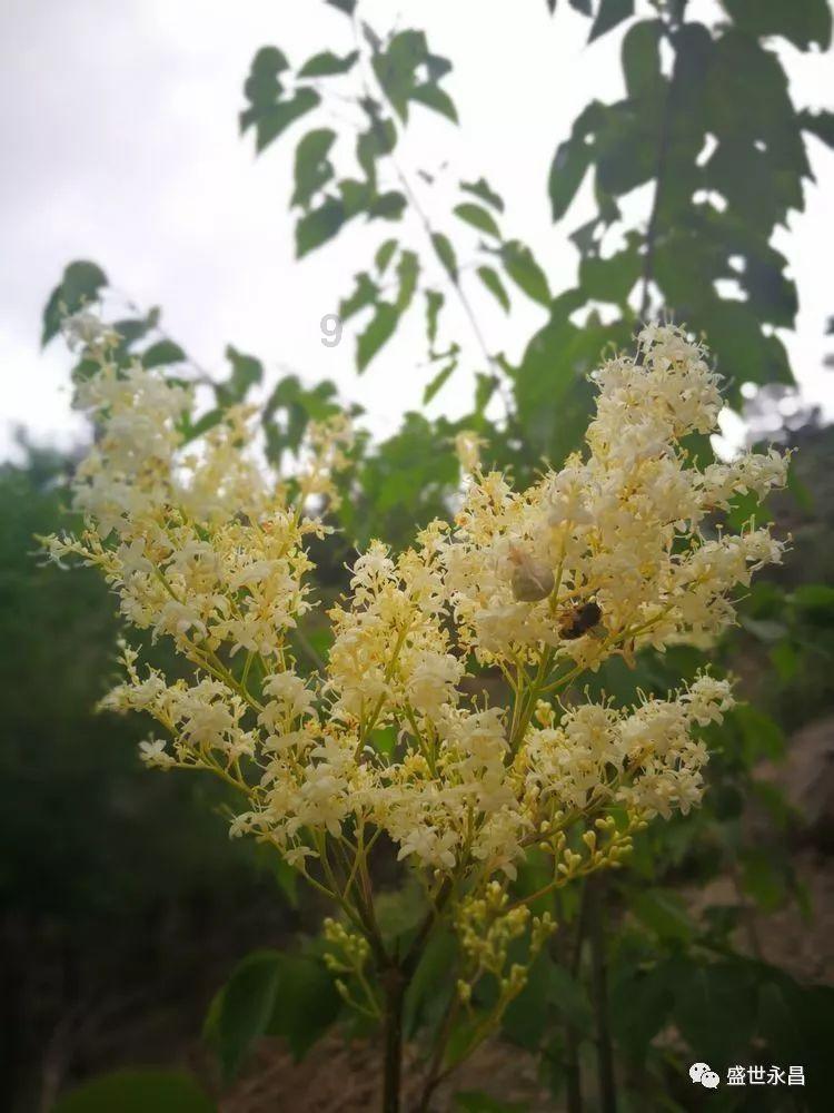 细胞分裂5